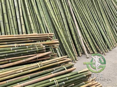 bambu kamışı nasıl yetişir